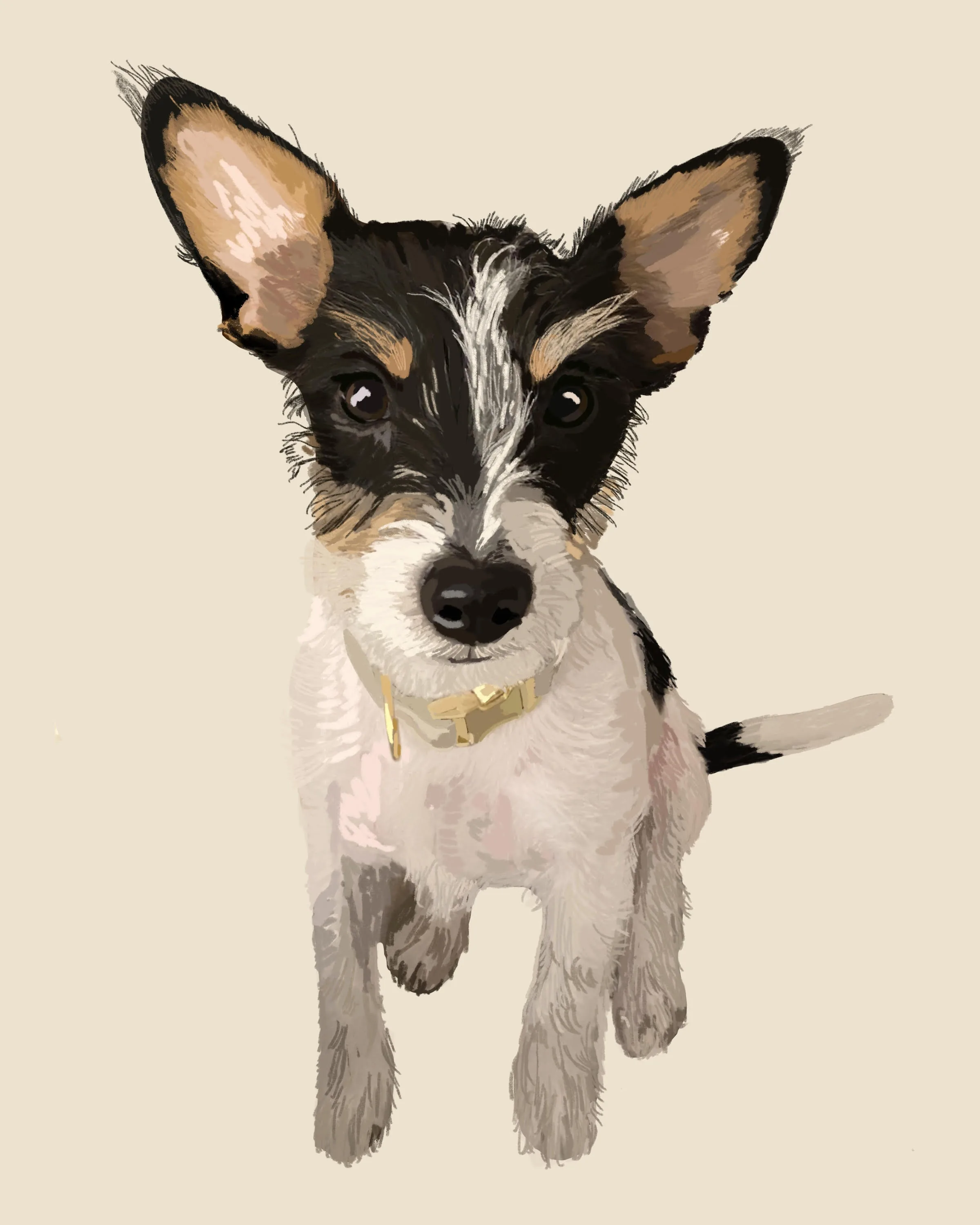 Charlie the Jack Russell Terrier