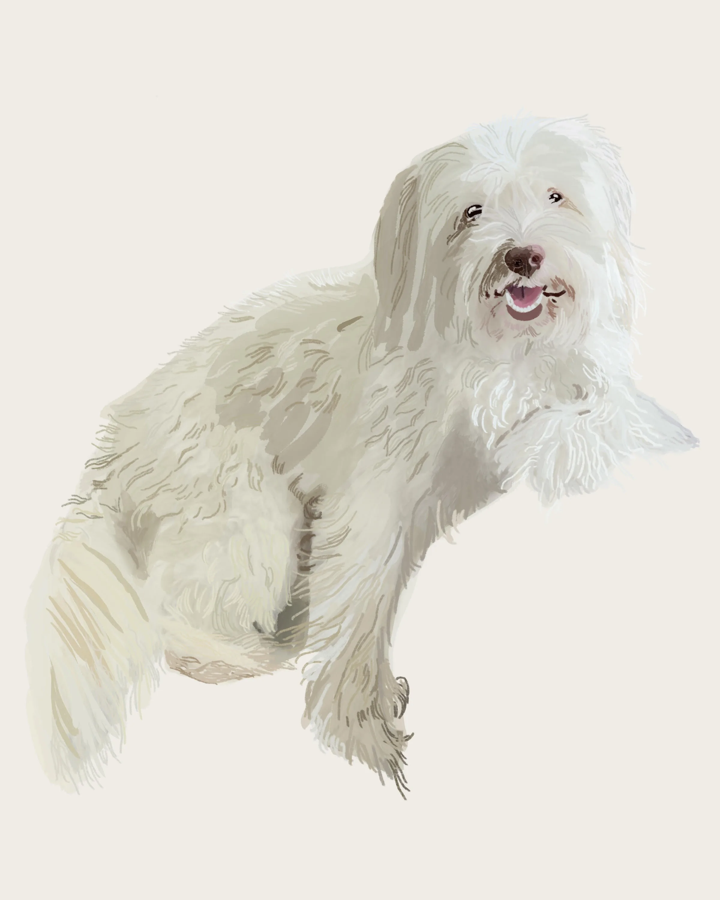 Winston the Old English Sheepdog